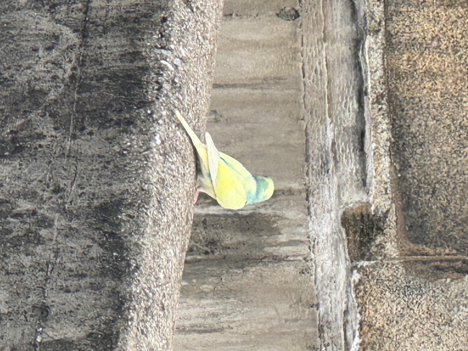 目撃された鳥 目撃された鳥