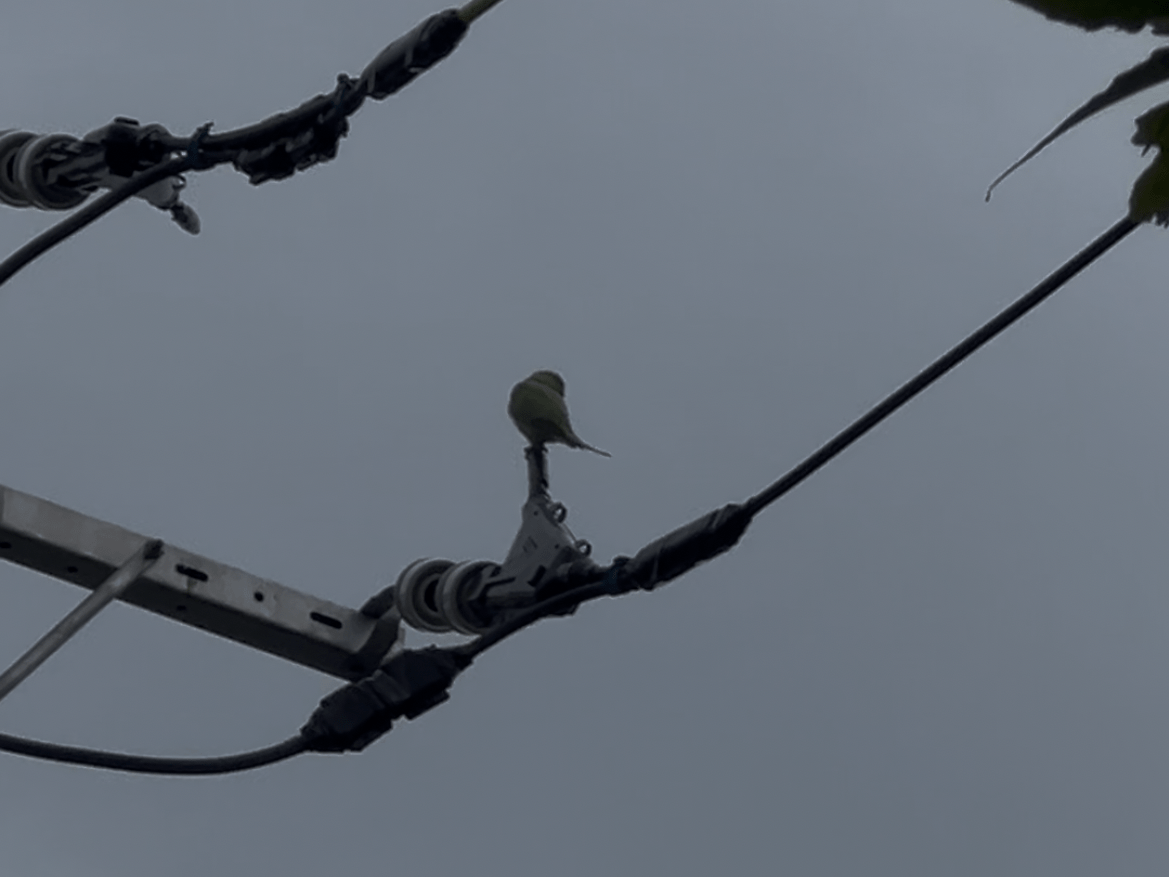 目撃された鳥