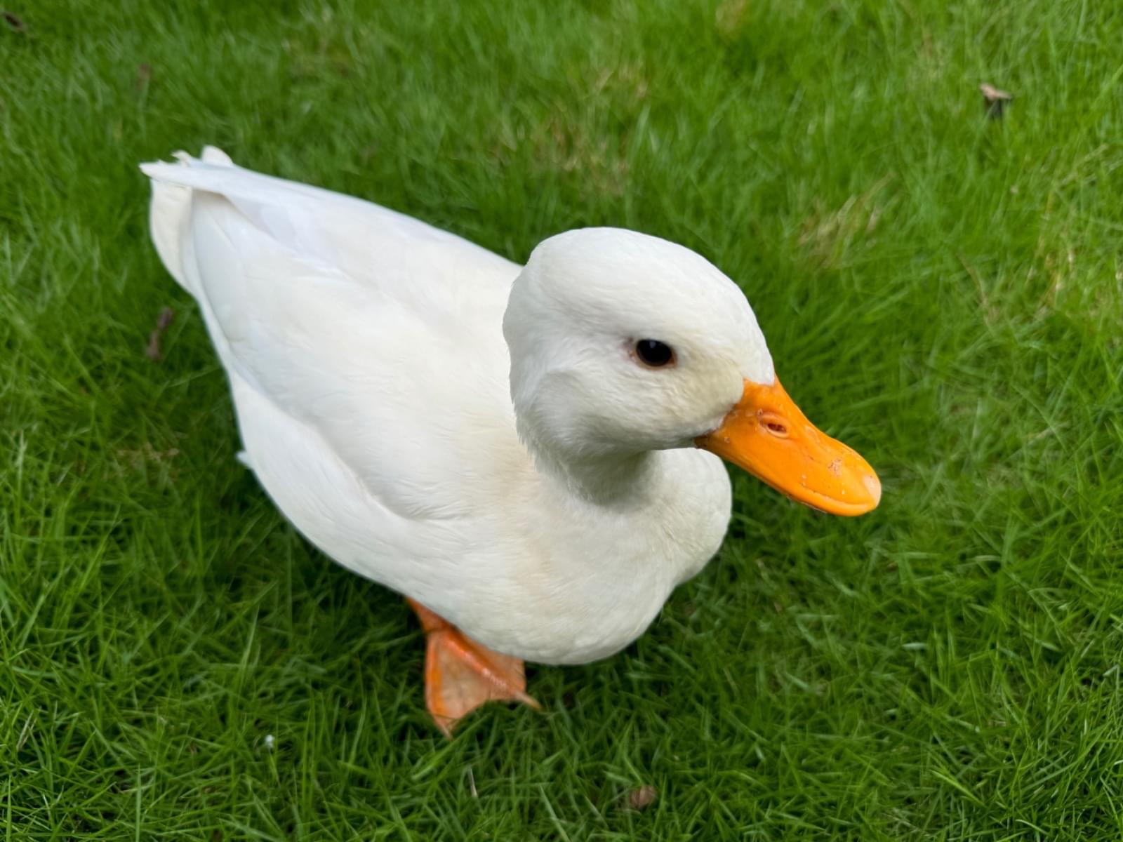 シロちゃん シロちゃん