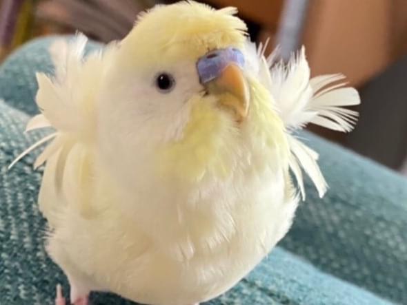 あずきちゃん あずきちゃん