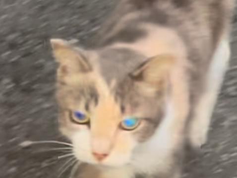 目撃された猫 目撃された猫