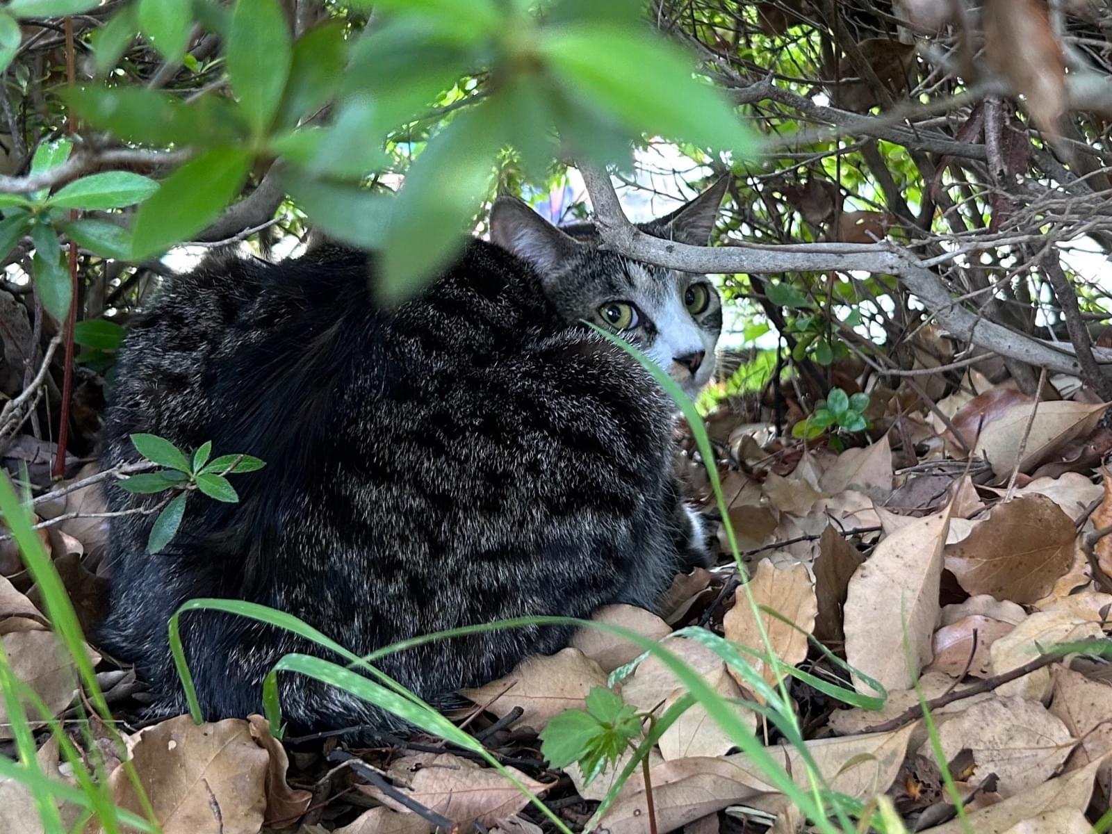 目撃された猫 目撃された猫