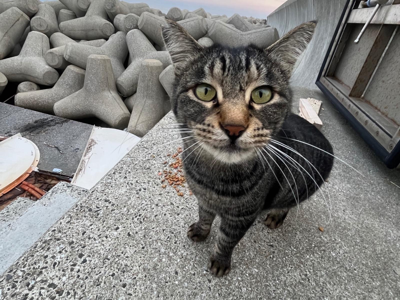 目撃された猫 目撃された猫