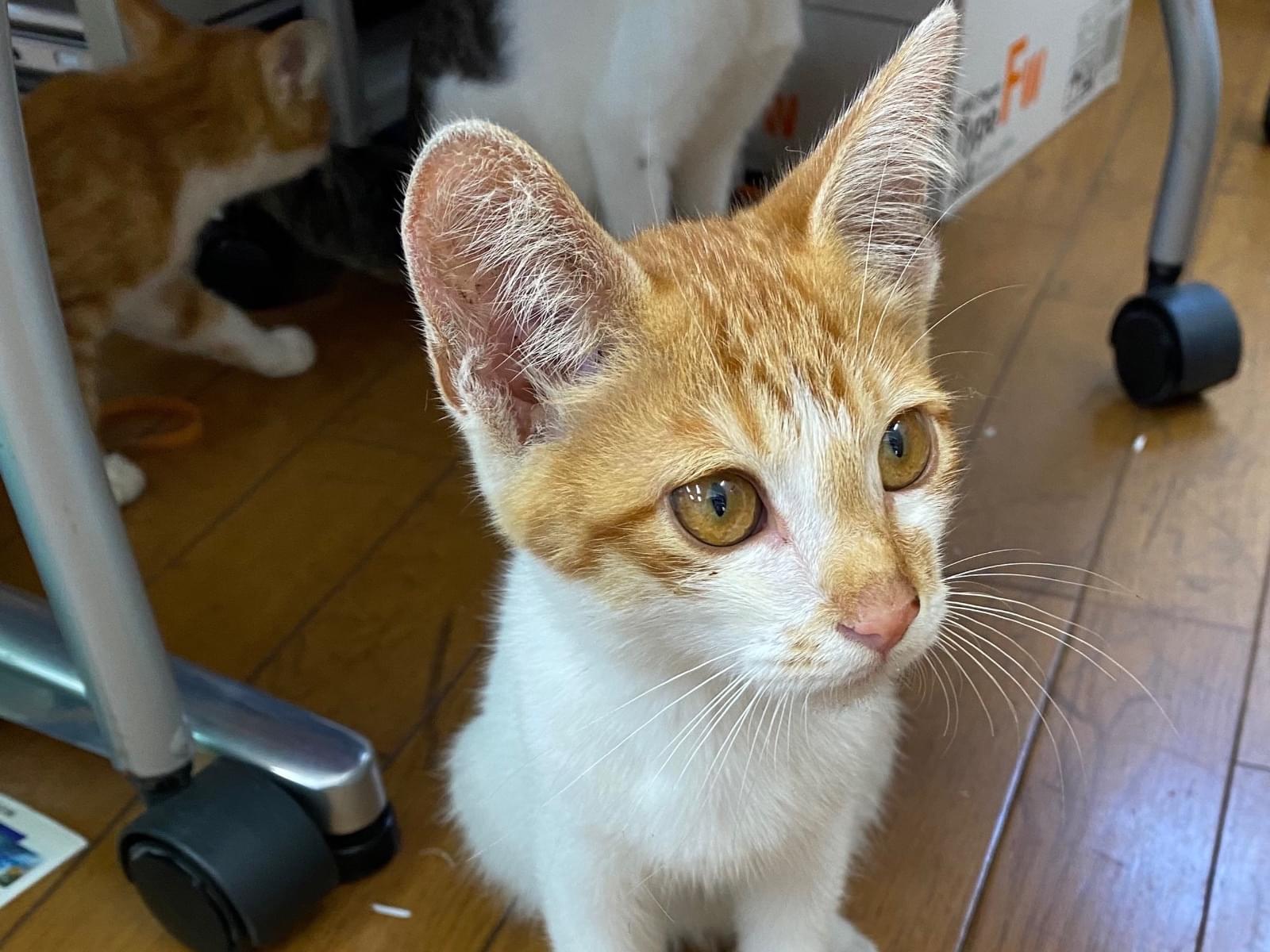 目撃された猫 目撃された猫