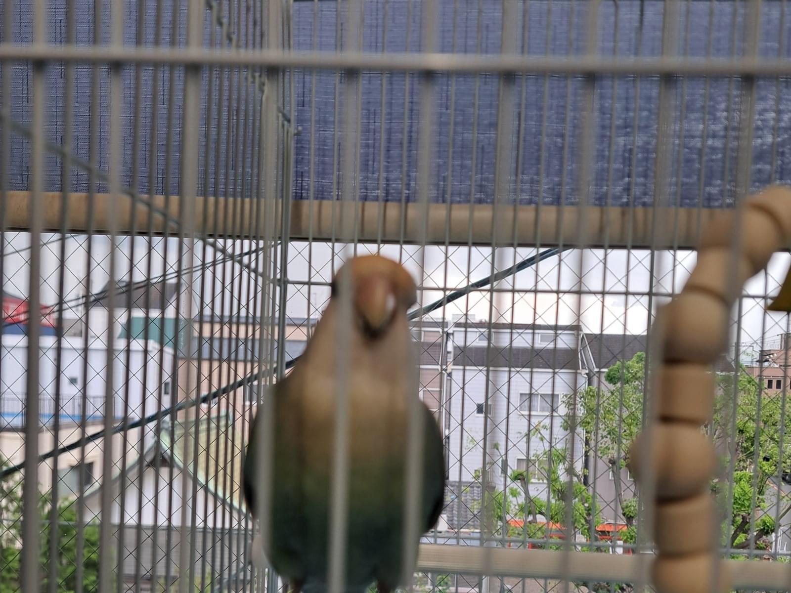 保護された鳥 保護された鳥