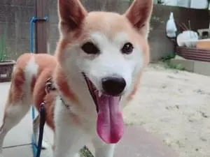 茶白のおじいちゃん犬を探しています