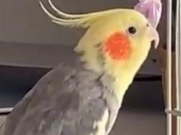 オレちゃん オレちゃん