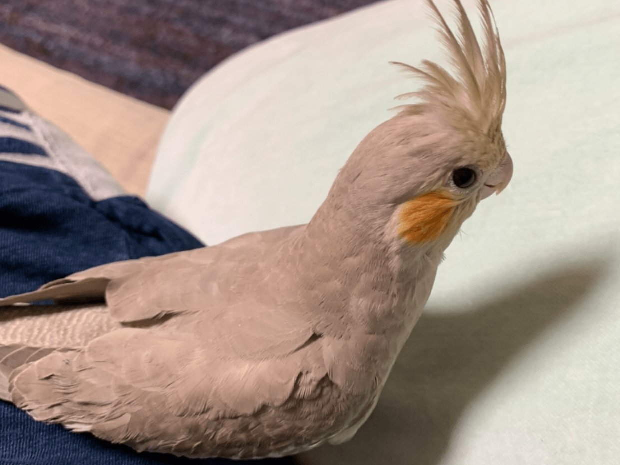 ふーちゃん ふーちゃん