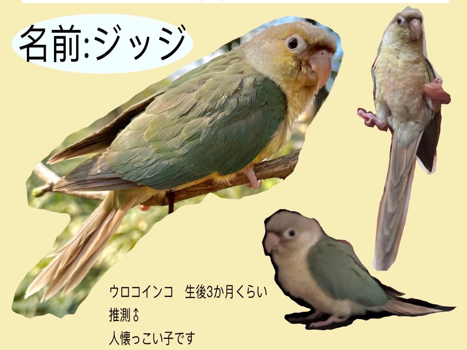 ジッジちゃん ジッジちゃん