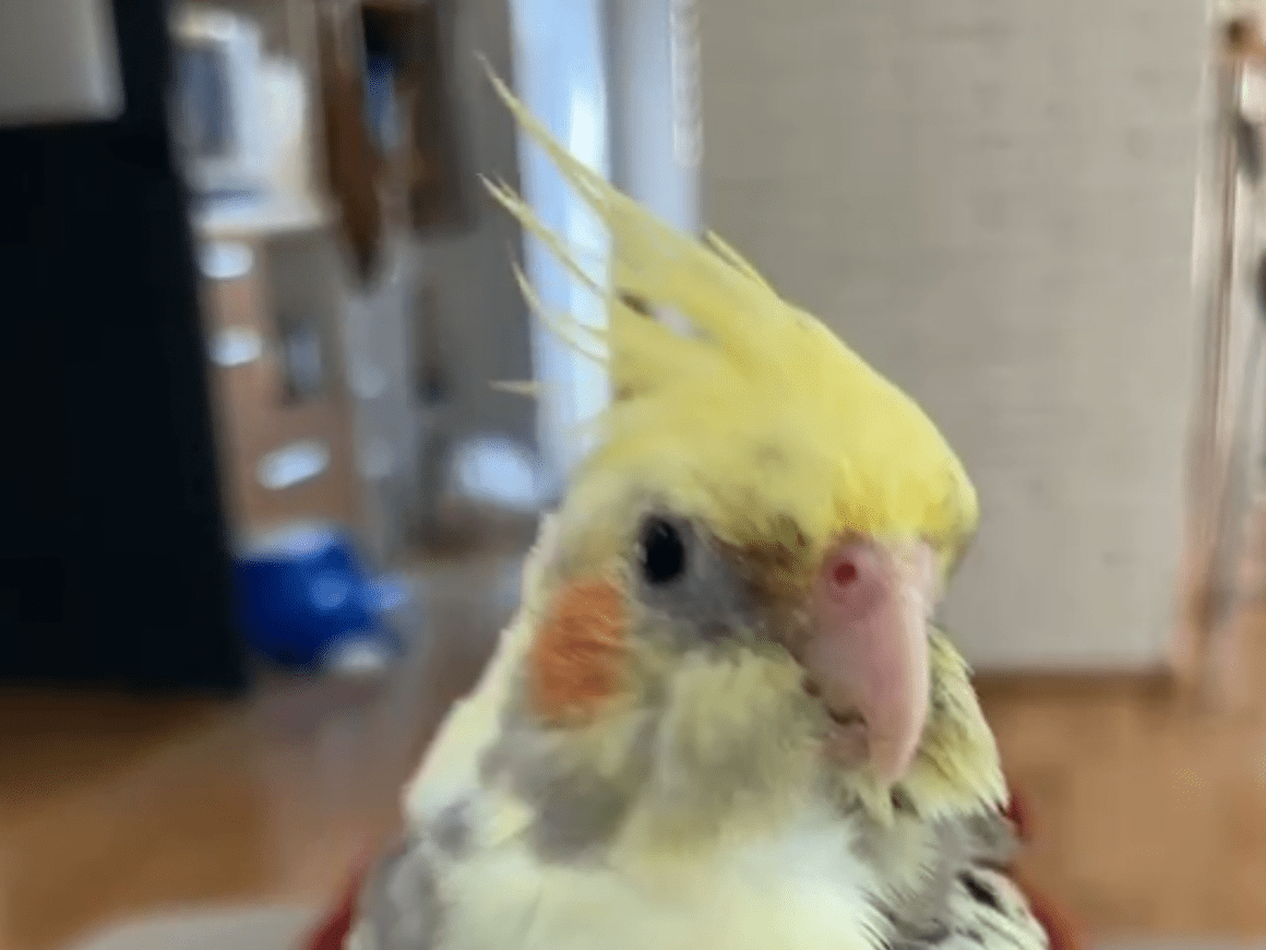 ラッキーちゃん ラッキーちゃん