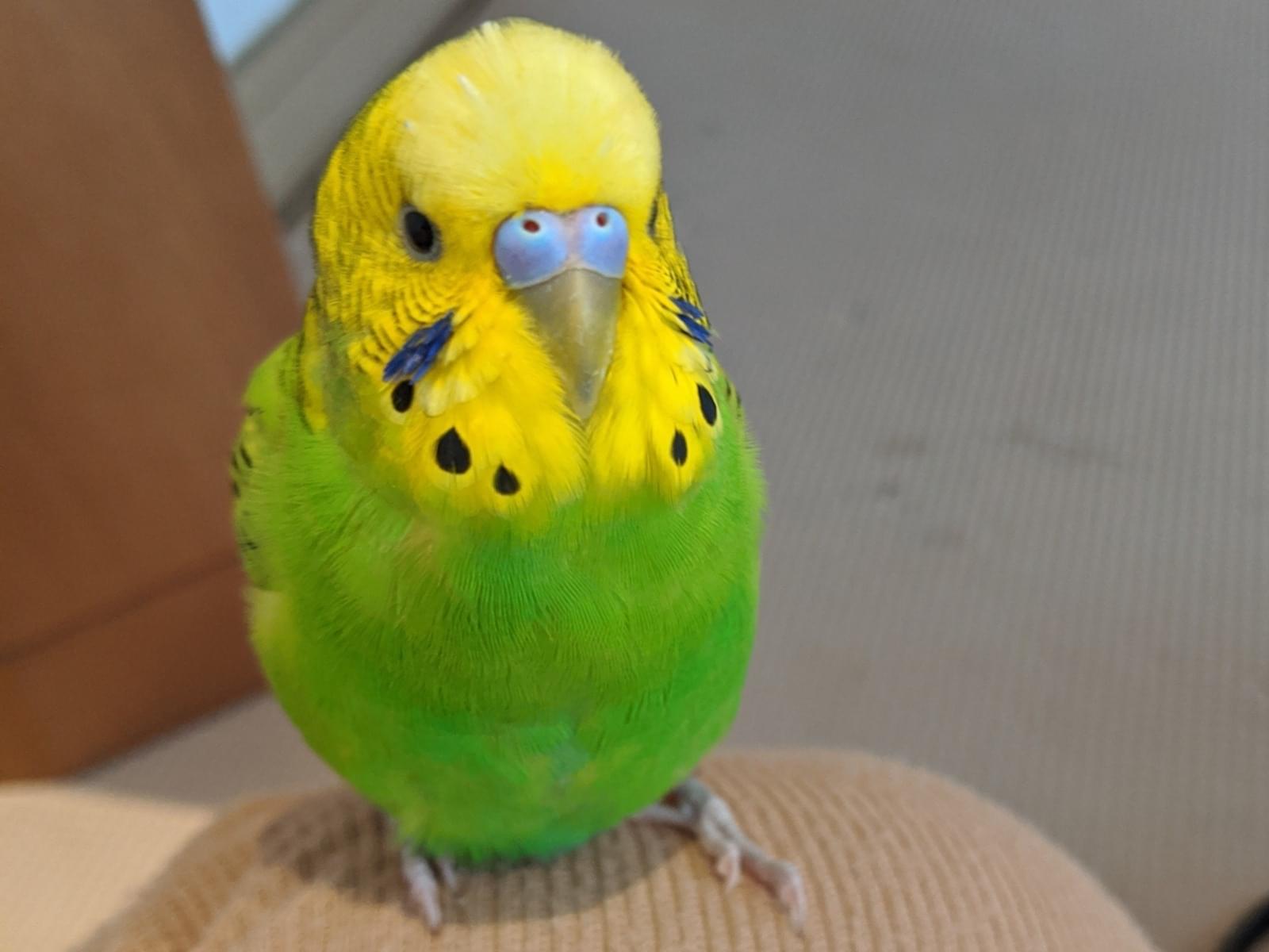 保護された鳥 保護された鳥