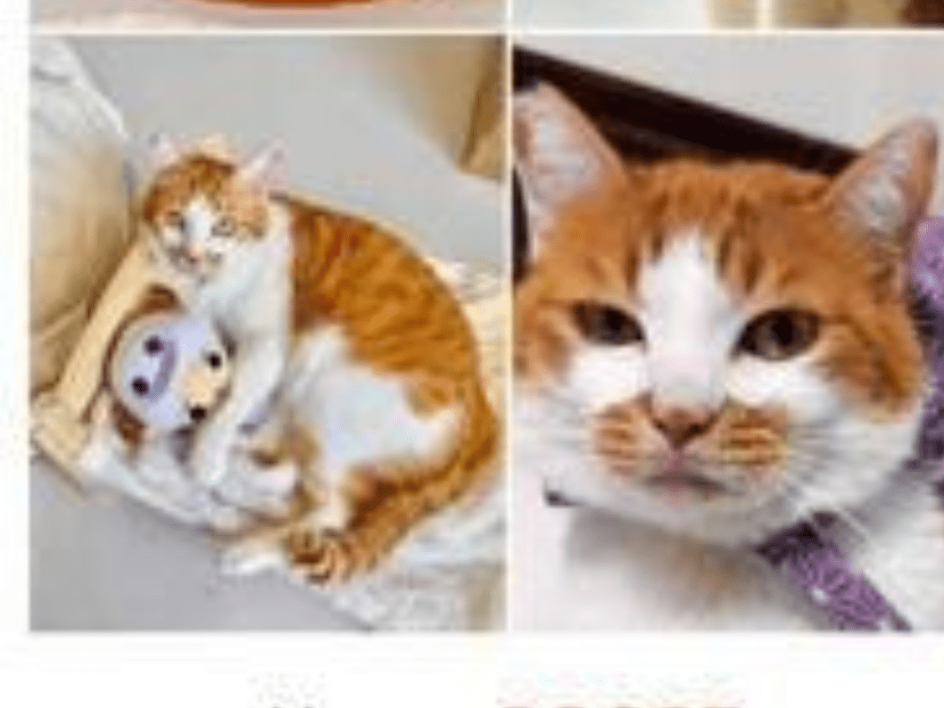 グースちゃん グースちゃん