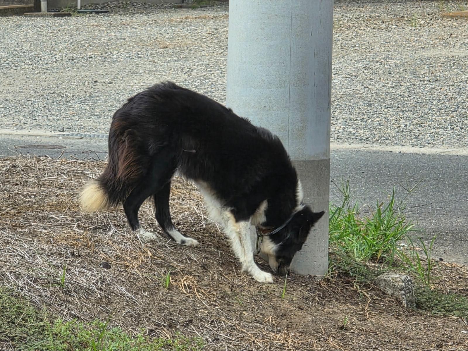 目撃された犬 目撃された犬