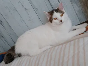 白猫で頭と尻尾にキジ模様の猫探しています
