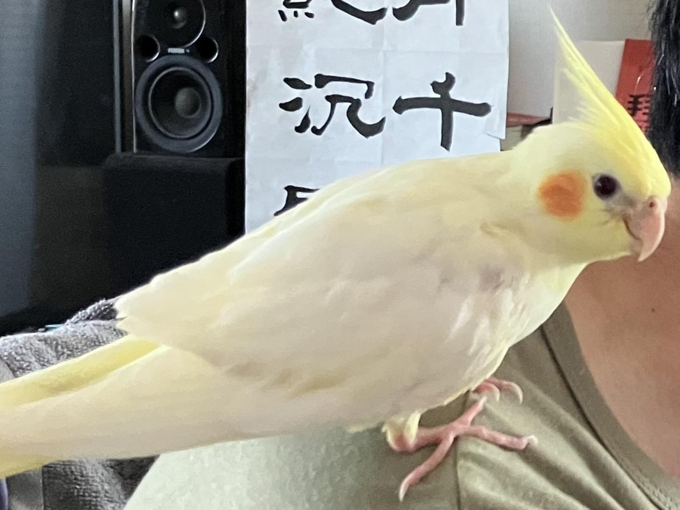 センディ・フォロマンちゃん センディ・フォロマンちゃん