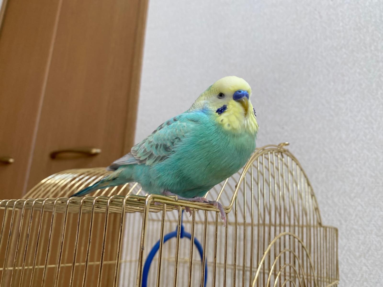 ぽーちゃん ぽーちゃん