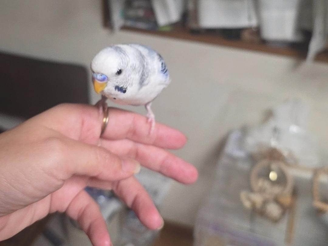 ベルちゃん
