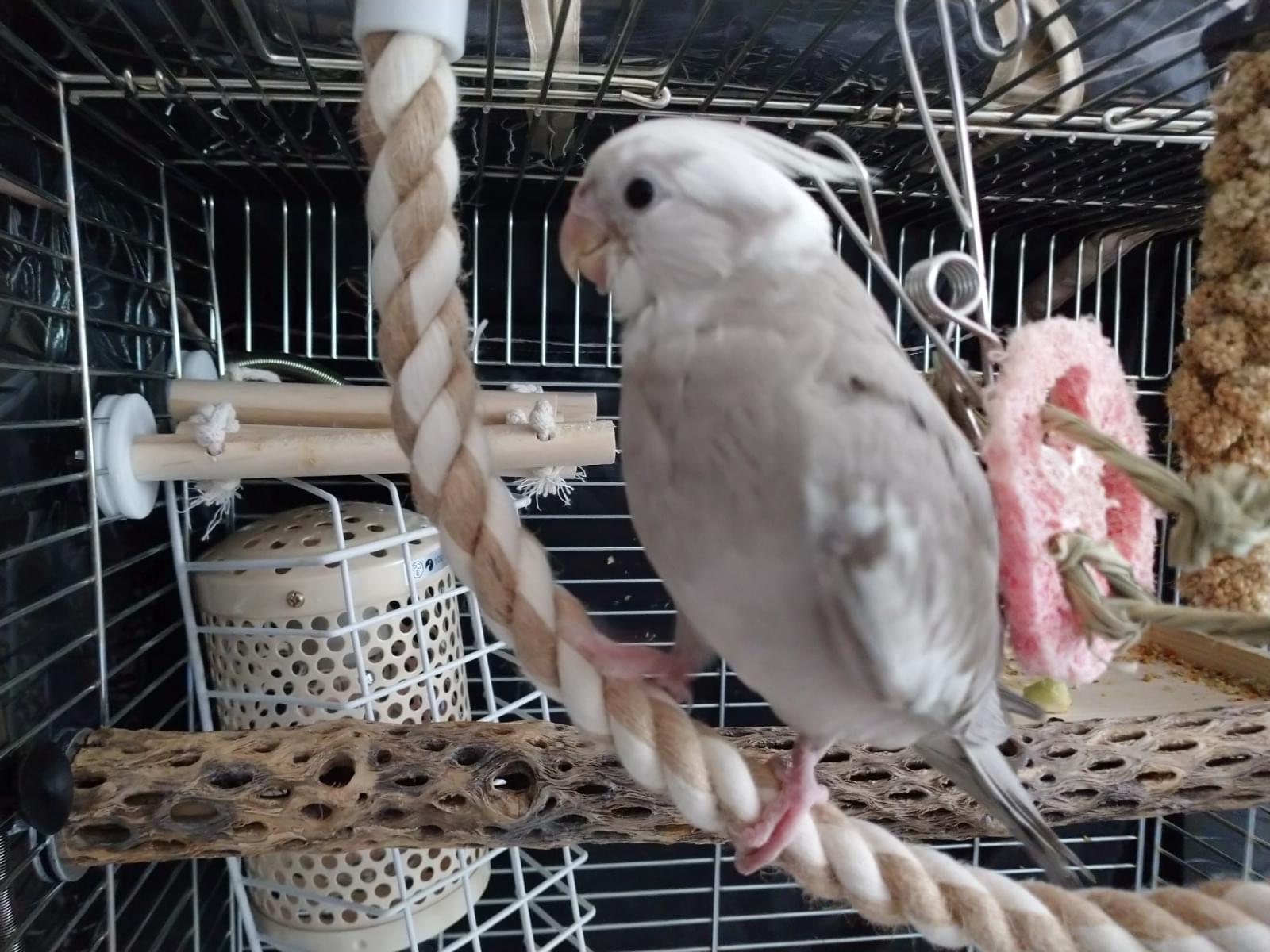 ぺんちゃん ぺんちゃん
