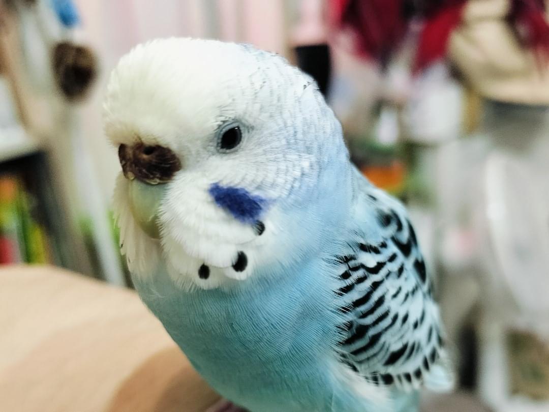 ぴー