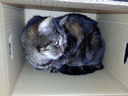 まるちゃん まるちゃん