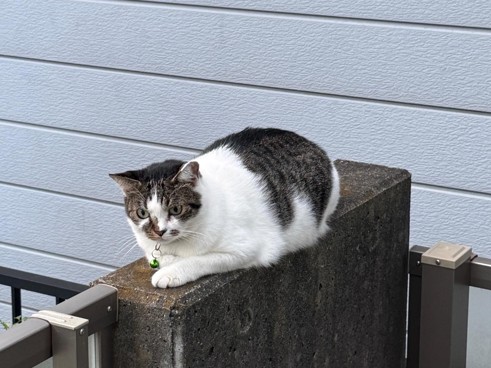 目撃された猫 目撃された猫