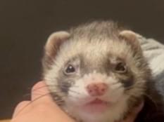 ちゃちゃまるちゃん