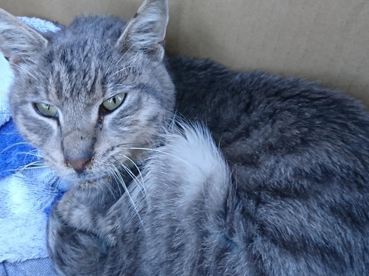 目撃された猫 目撃された猫