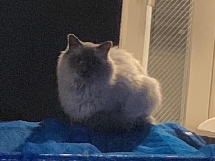 目撃された猫 目撃された猫