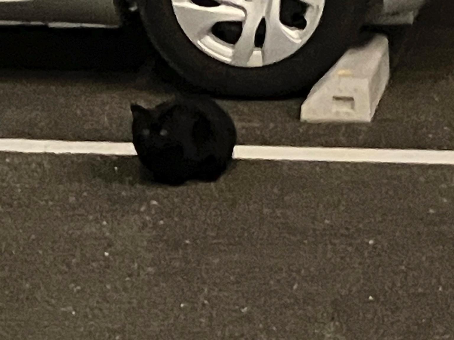 目撃された猫 目撃された猫