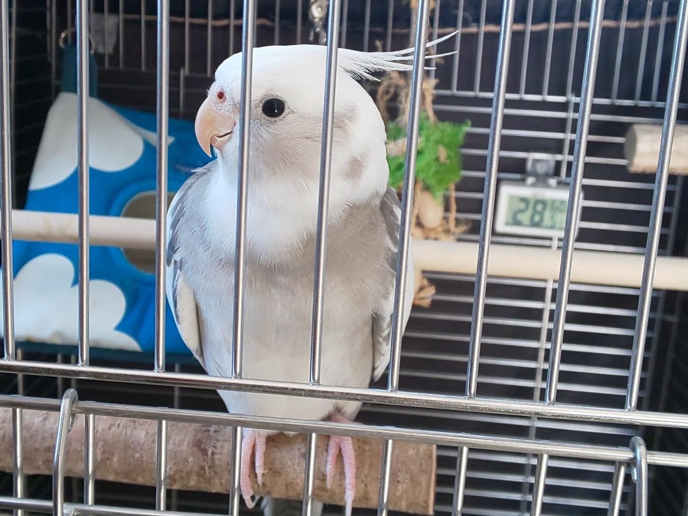 ハビちゃん ハビちゃん