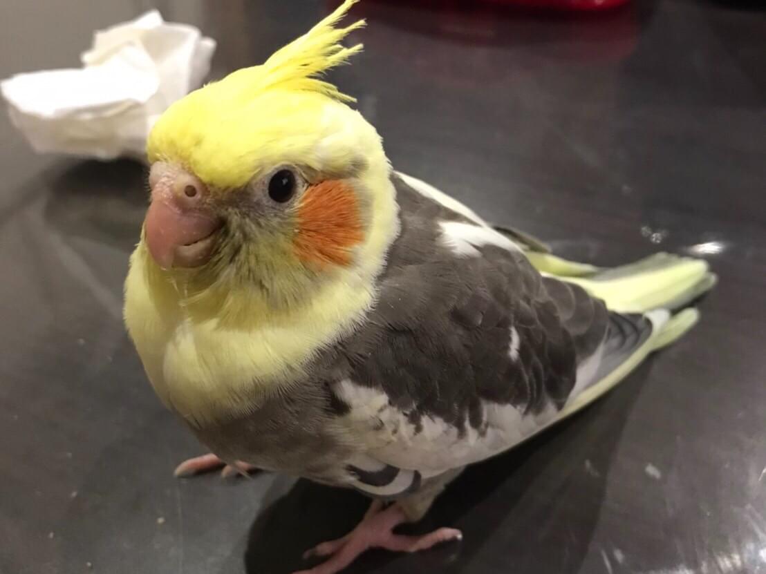 ひなちゃん ひなちゃん