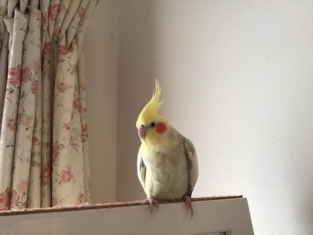 こはくちゃん こはくちゃん