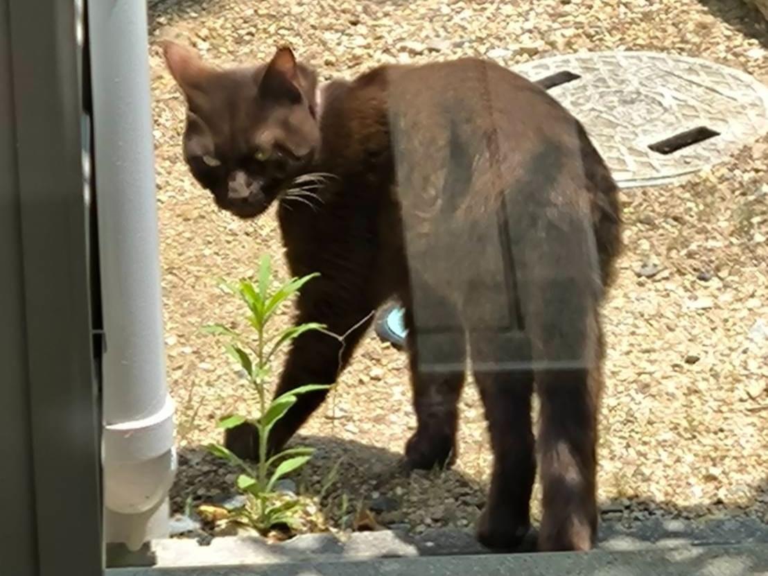 目撃された猫 目撃された猫