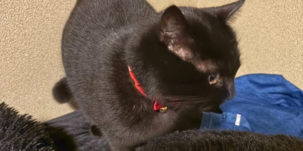 黒猫を探してます