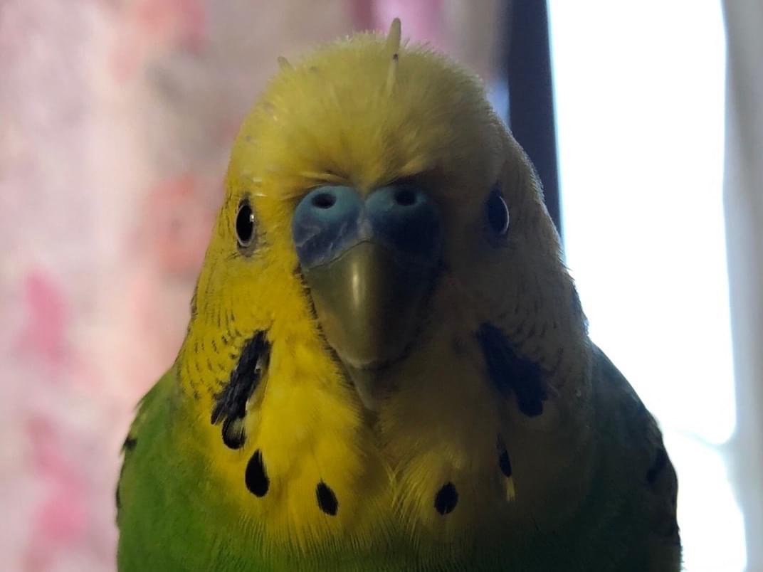 かぼちゃん かぼちゃん