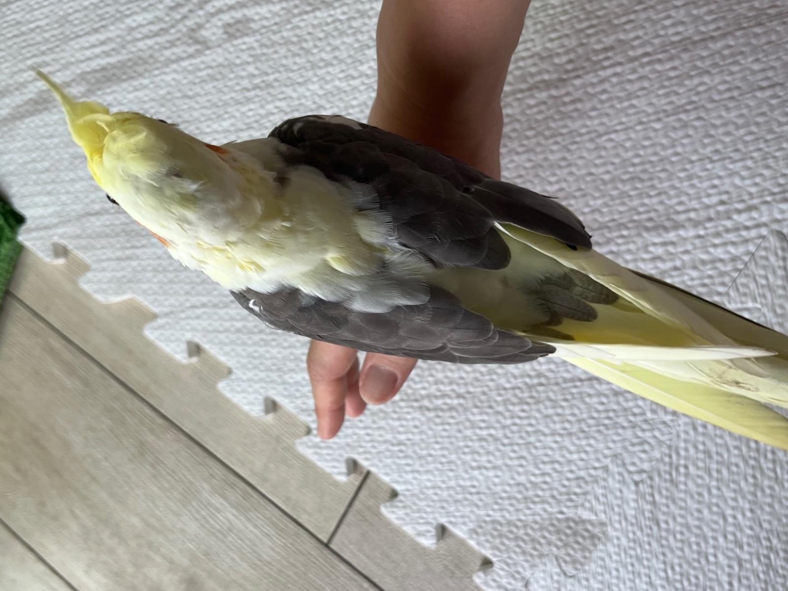 保護された鳥 保護された鳥