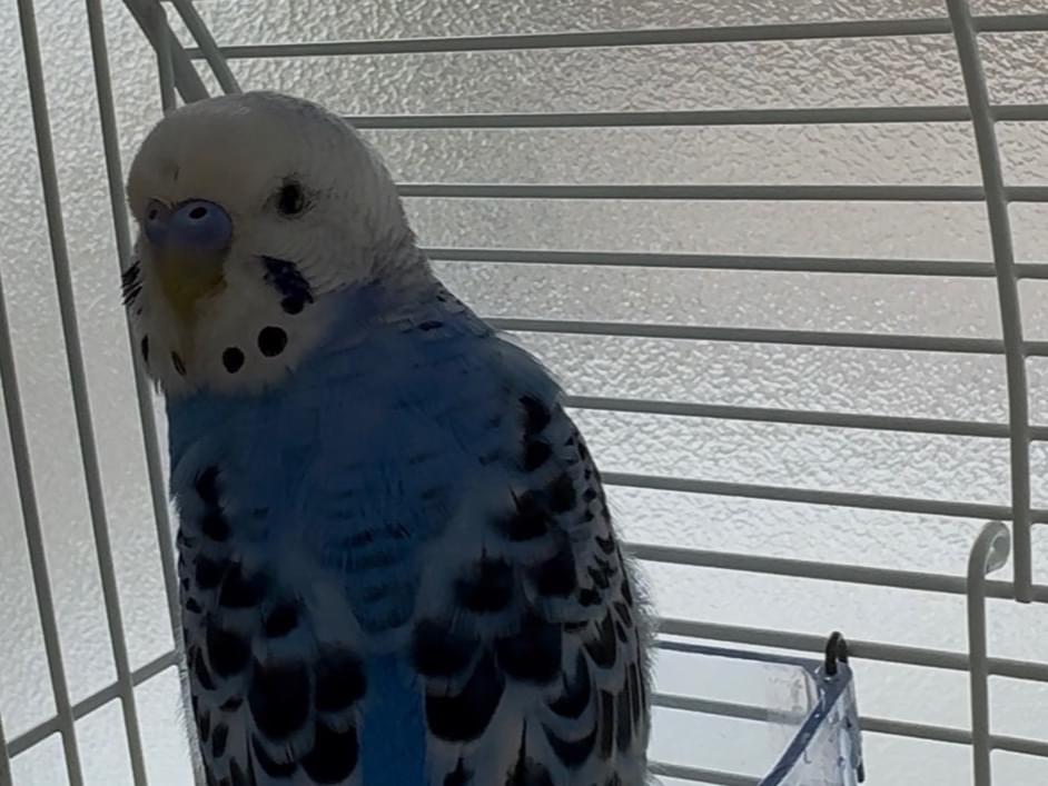 保護された鳥 保護された鳥