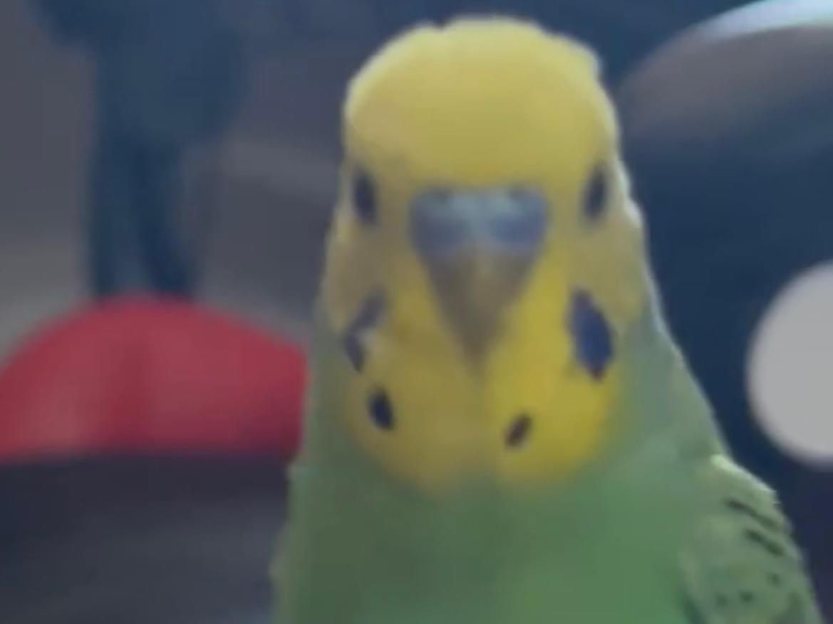 にじいろちゃん にじいろちゃん