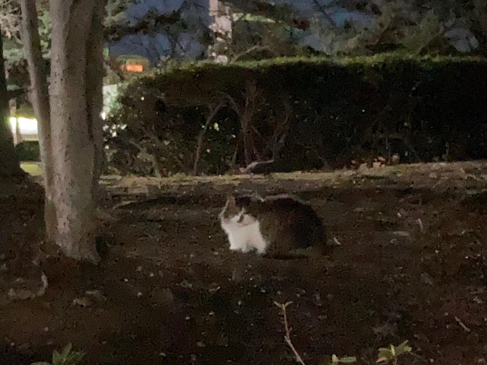 目撃された猫 目撃された猫