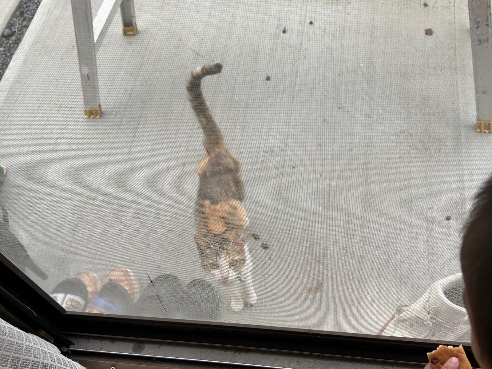 保護された猫 保護された猫