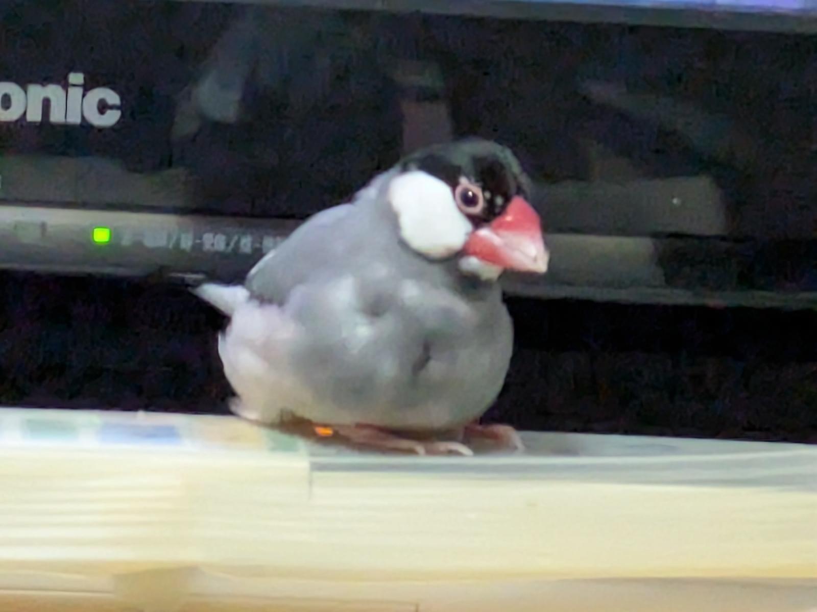 ぶんちゃん