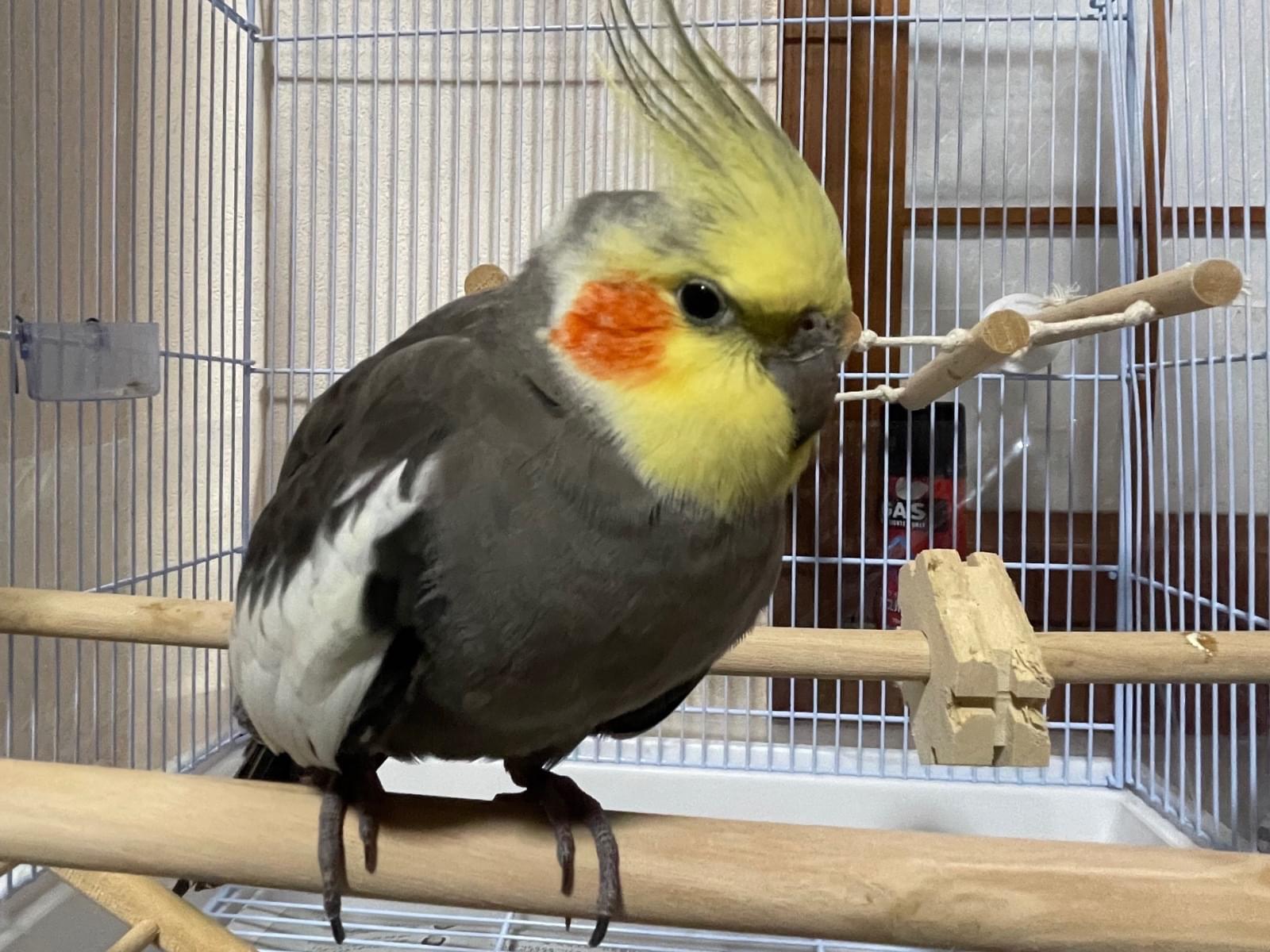 保護された鳥 保護された鳥