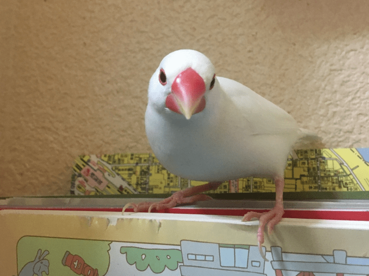 はくちゃん はくちゃん