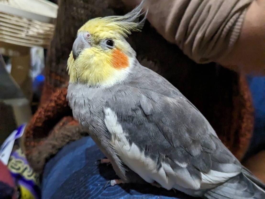 コトちゃん コトちゃん
