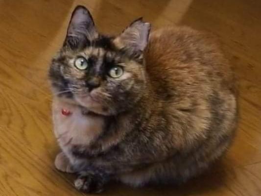 ネネちゃん ネネちゃん