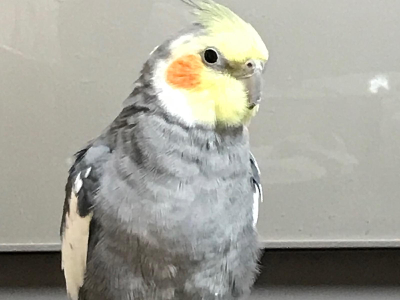 ピーコちゃん ピーコちゃん