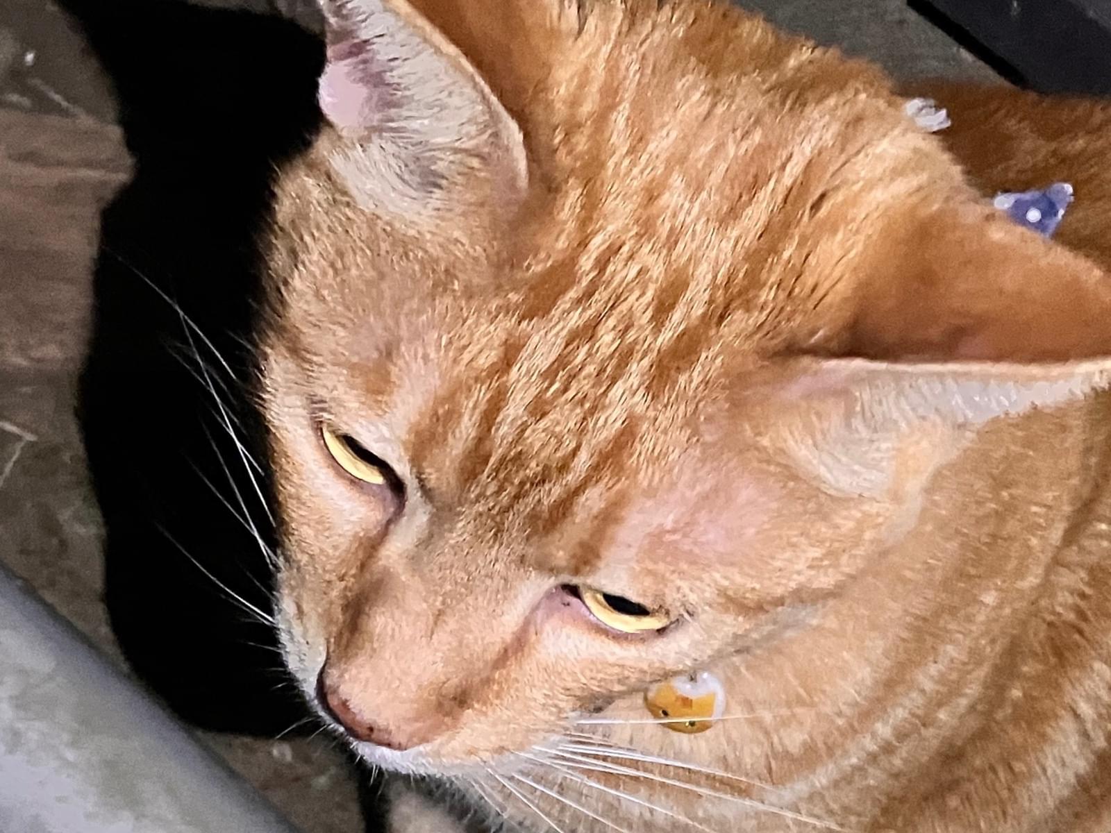 目撃された猫 目撃された猫