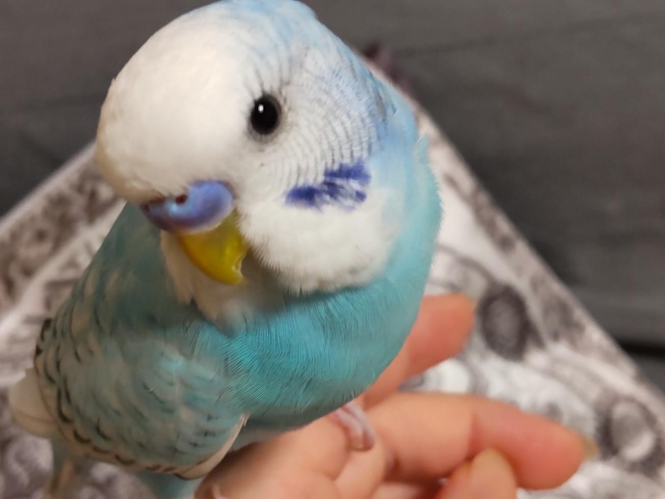 コタちゃん コタちゃん