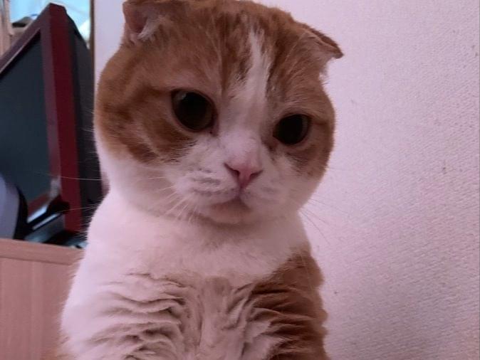 コマルちゃん コマルちゃん