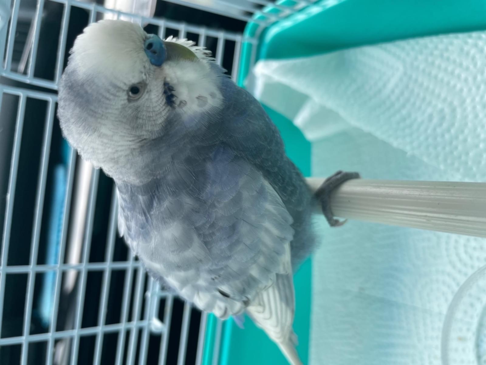 保護された鳥 保護された鳥